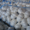 Hot sales new crop China/Chinese fresh garlic pure white garlic for wholesale